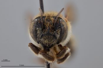 Media type: image;   Entomology 788889 Aspect: head frontal view